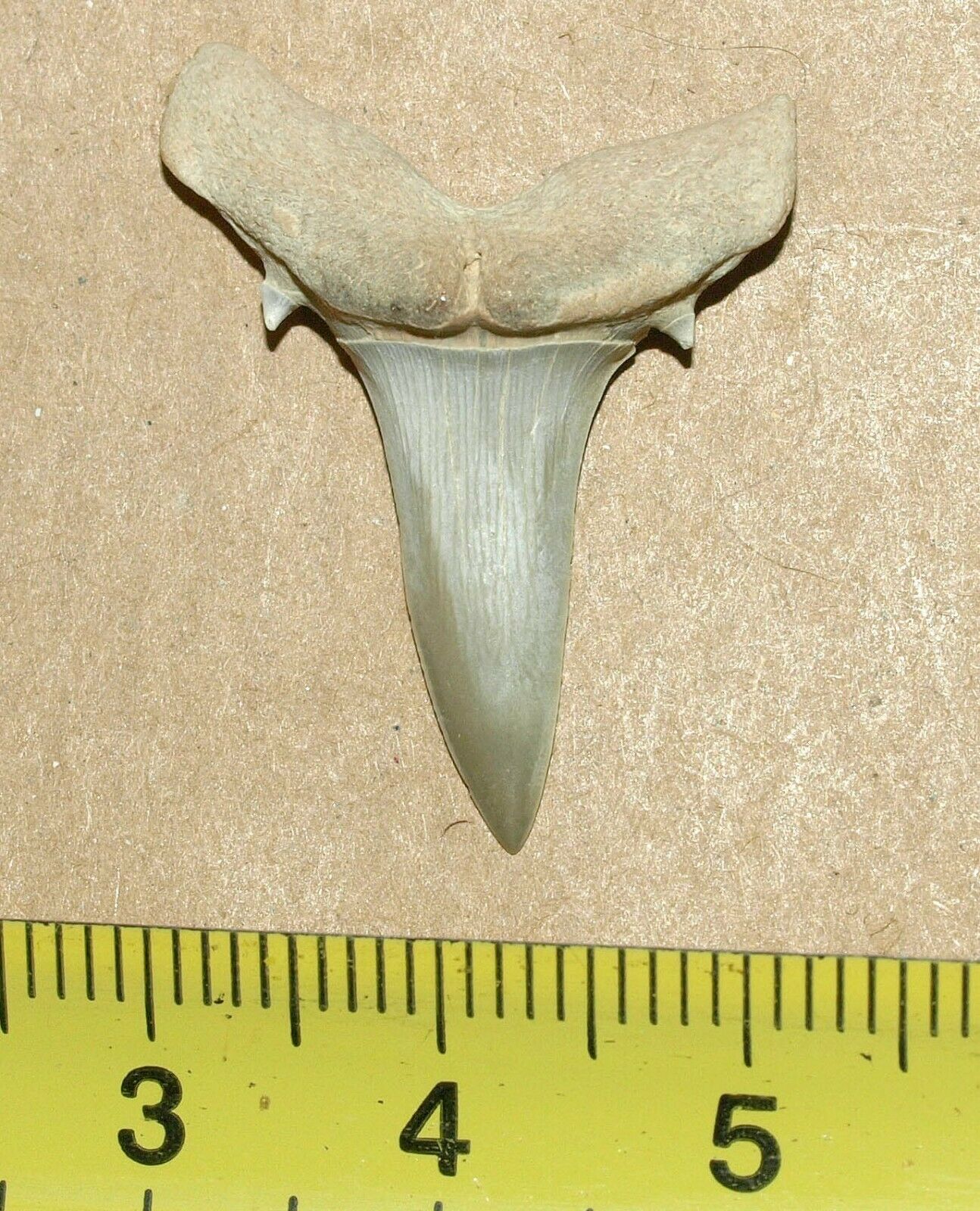 Very Nice Jaekelotodus Trigonalis Paleogene Shark Tooth, Magdyshlag Kazakhstan