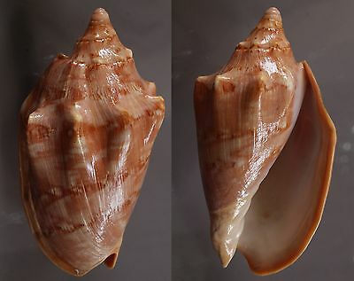 Seashells Cymbiola Aulica Volutes 146.5 Mm F++ Very Large Marine Specimen Shells