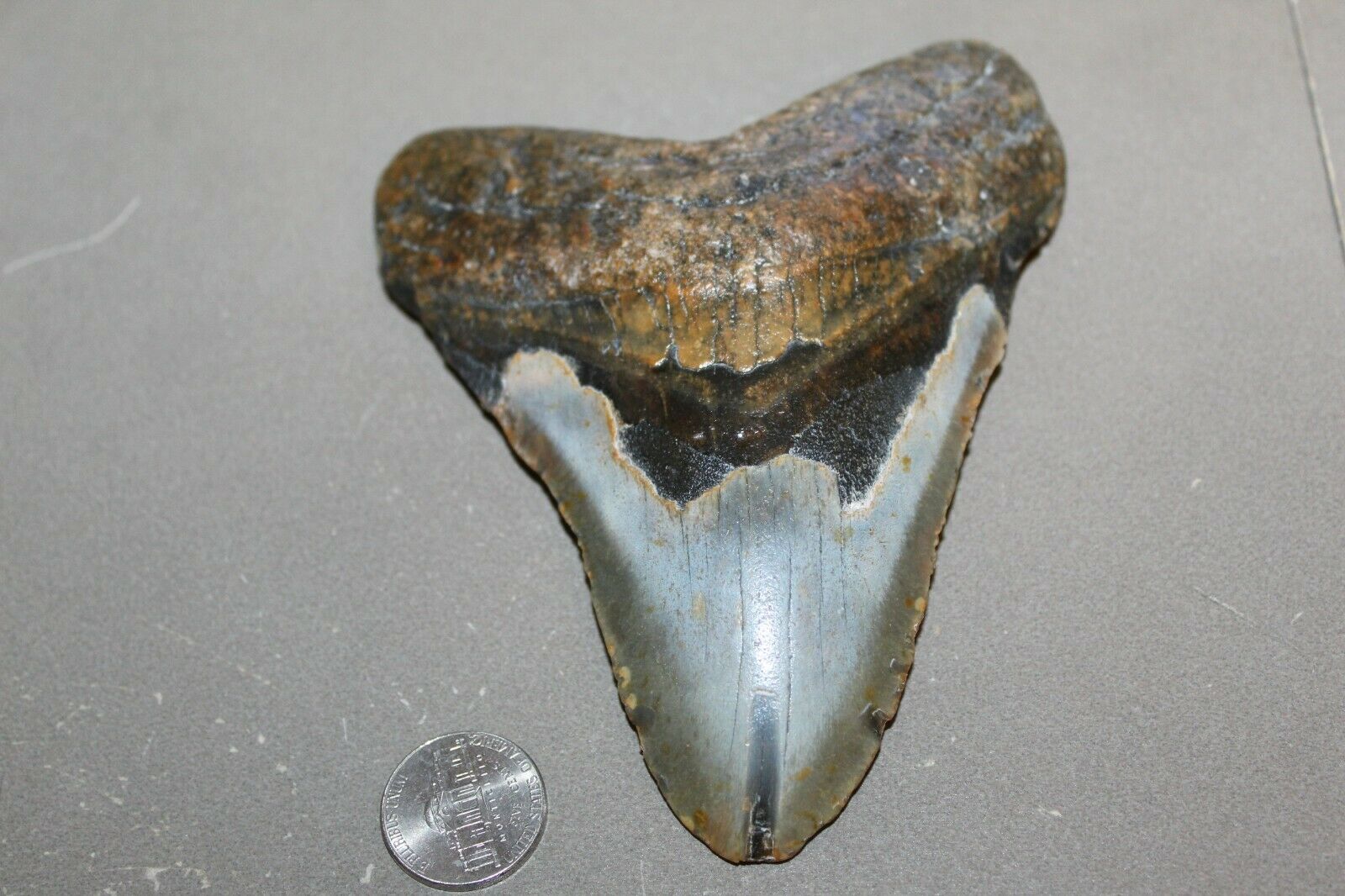Megalodon Fossil Giant Shark Teeth All Natural Large 5.28" Huge Beautiful Tooth