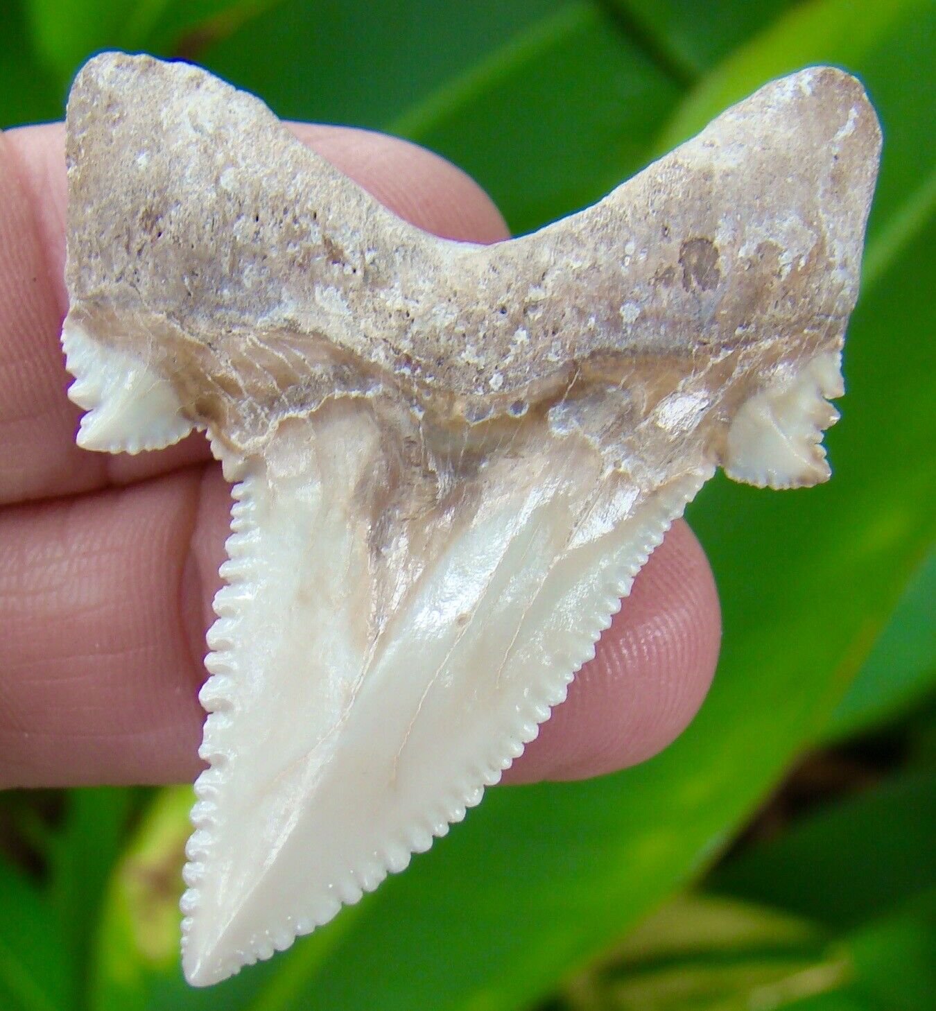 Auriculatus Shark Tooth - 2 & 1/4 - Museum Grade - Ultra Rare - Kazakhstan