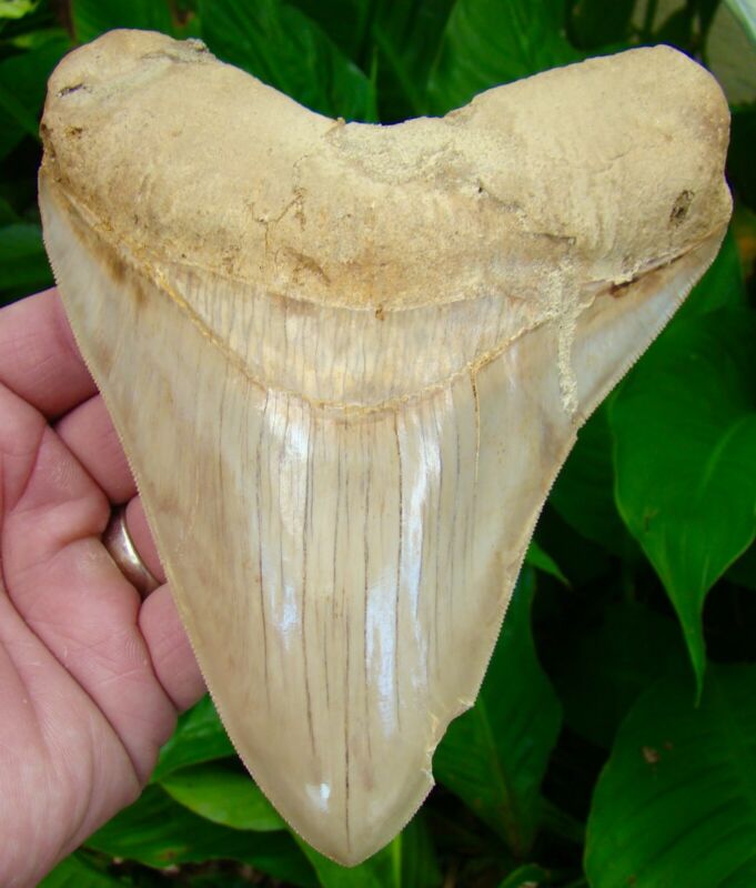 Megalodon Shark Tooth - Huge 5 & 7/8 - * Monster Size  * - Real Fossil