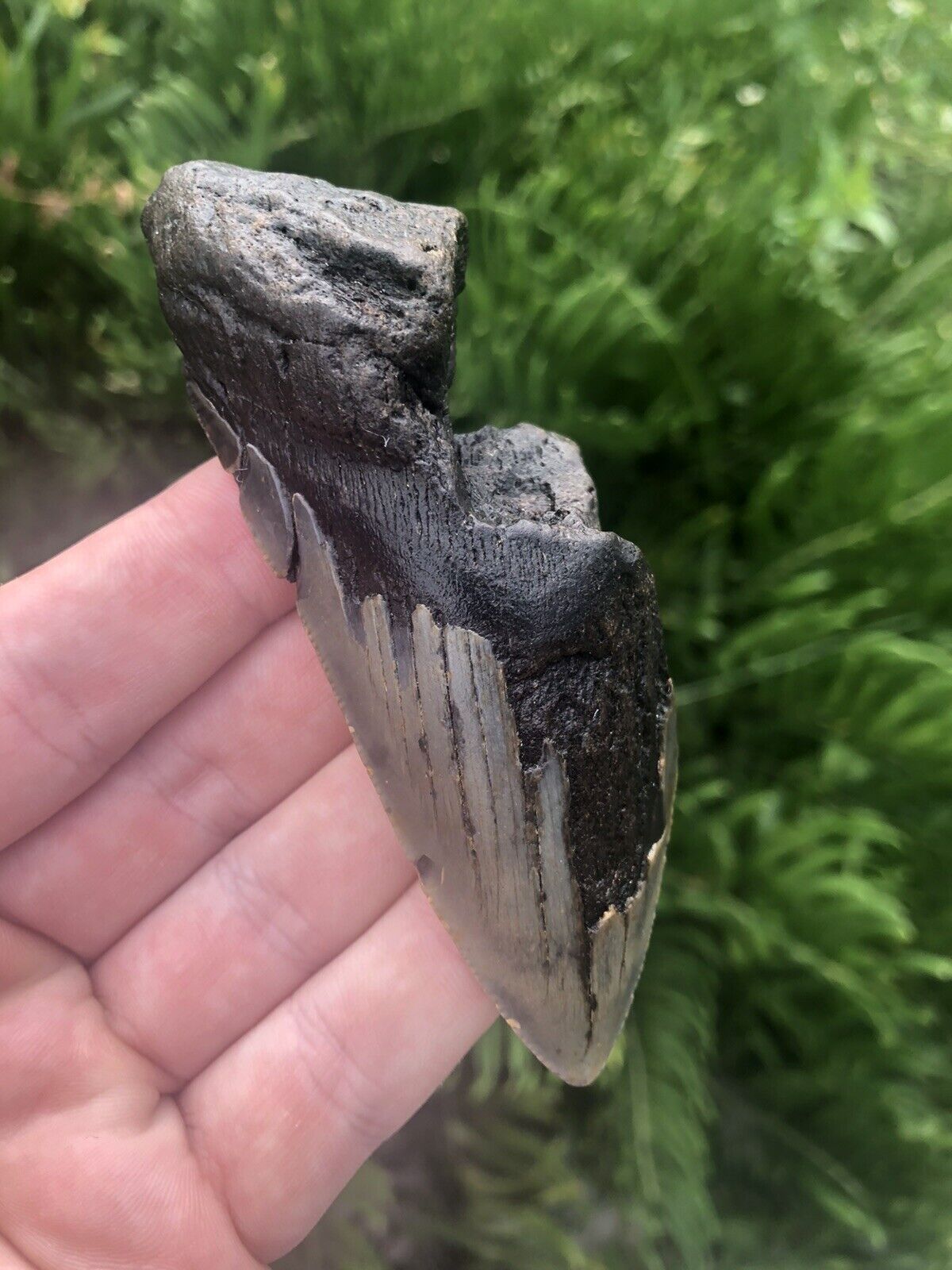 Natural Beautiful 3.96” Megalodon Tooth Fossil Shark Teeth