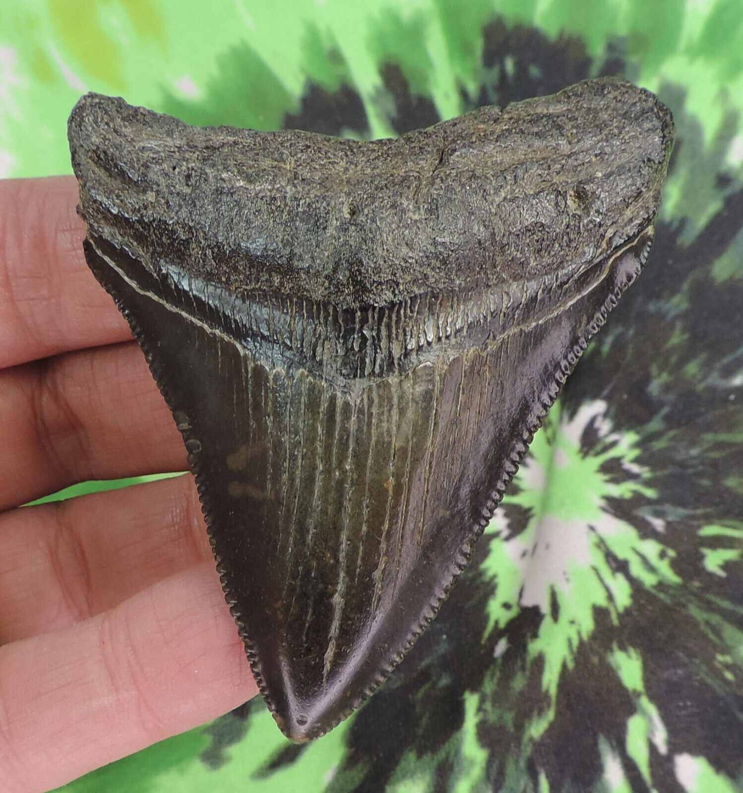 Megalodon Sharks Tooth 3 1/16" Inch No Restorations Fossil Sharks Teeth Tooth