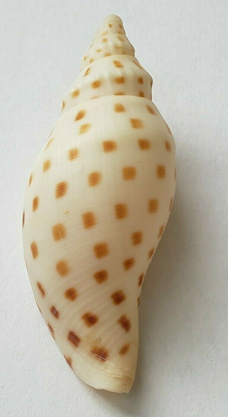 Scaphella Robusta Marionae Worki 57.1mm Volutidae Large Specimen Very Rare Usa