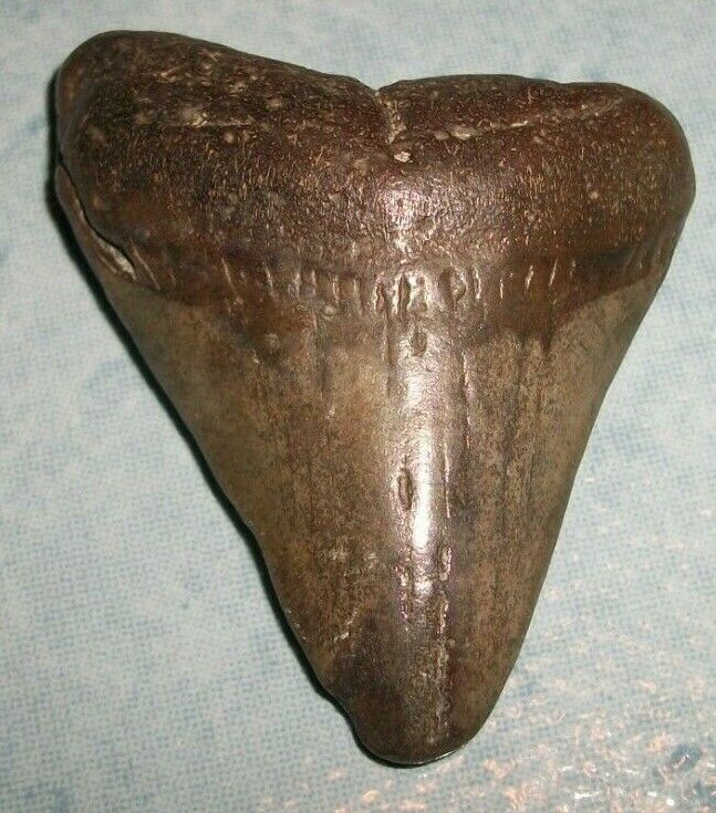 Megalodon Fossil Shark Tooth 2 And 1/4 Inch