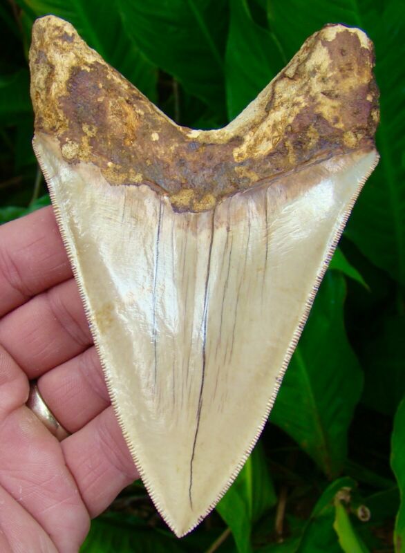 Megalodon Shark Tooth - Over 5 & 1/4 - * Flawless Serrations * - Real Fossil