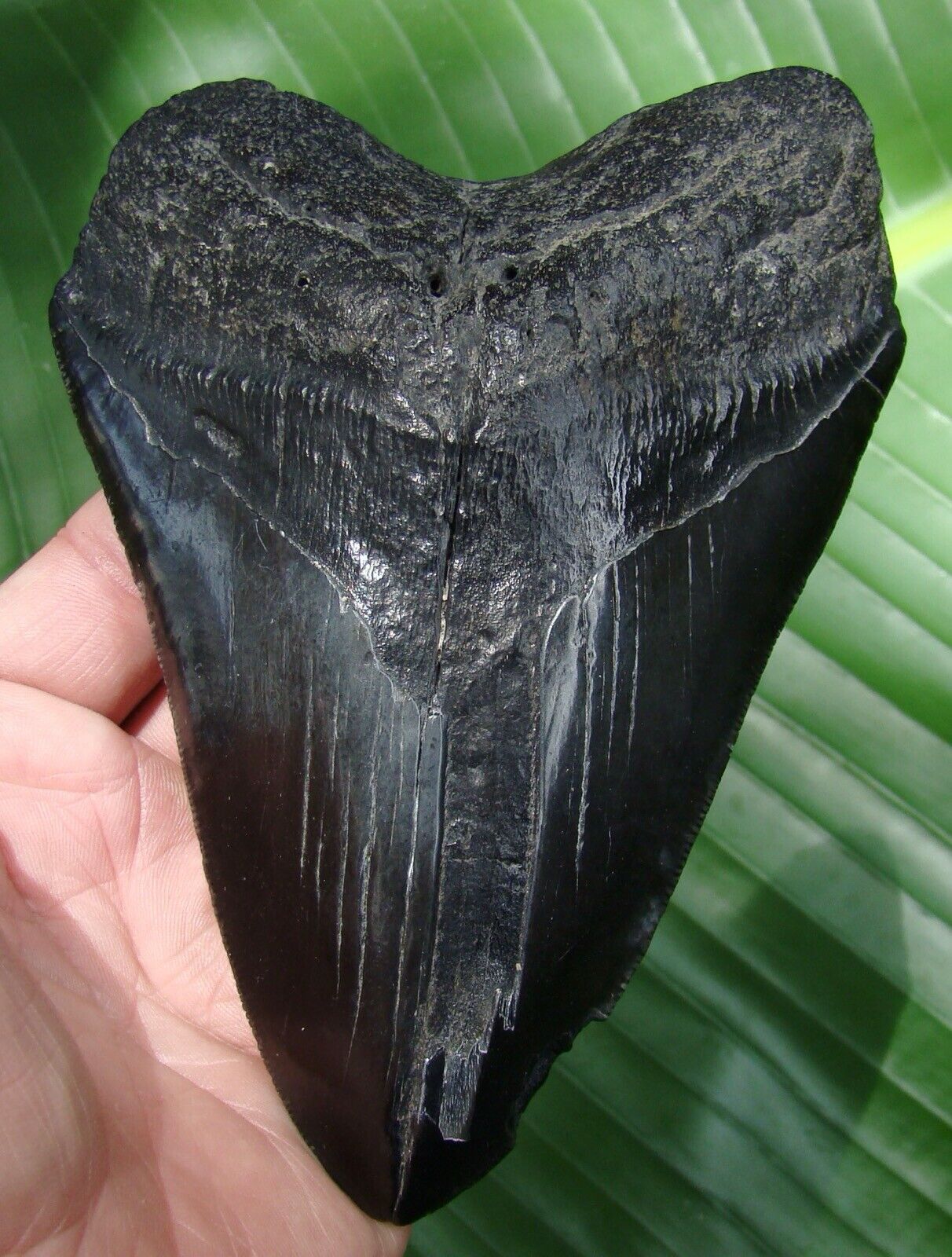Megalodon Shark Tooth  - Over 6 & 7/16 In.  * Monster * Real Fossil - Natural