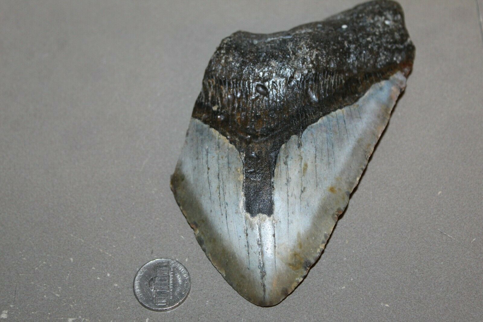 Megalodon Fossil Giant Shark Ocean Natural No Repair 5.95" Huge Beautiful Tooth
