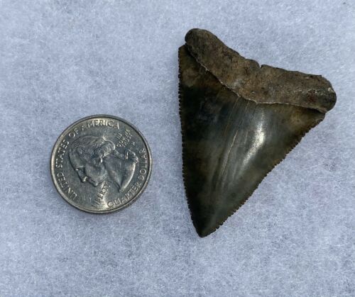 Fossil Great White Shark Tooth 2.05” Prehistoric Teeth Megalodon