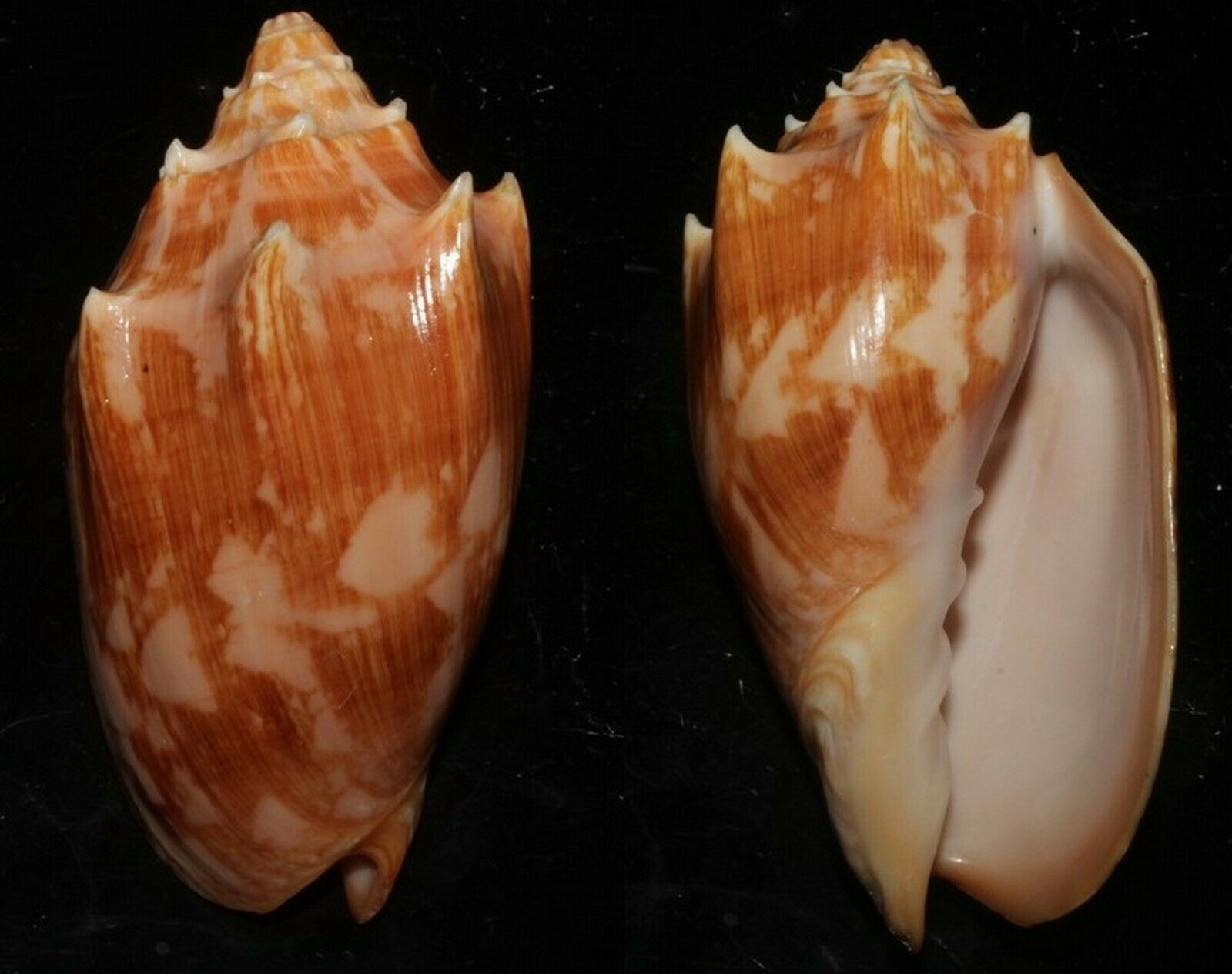 Seashells Cymbiola Vespertilio Bat Volute 92.5mm F+++/gem Superb Marine Specimen