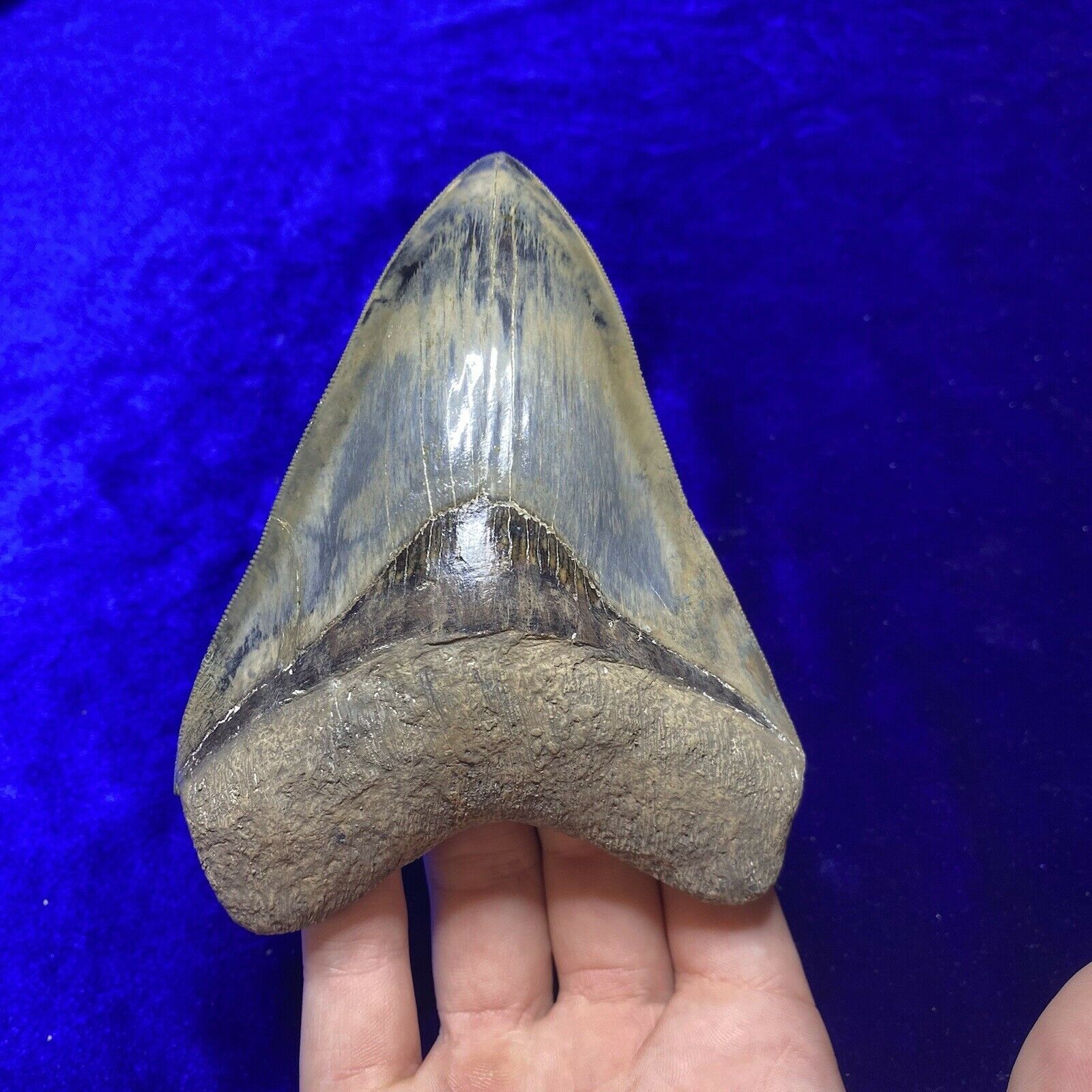 Megalodon Tooth Indonesia 5.28" Fossil Shark Teeth