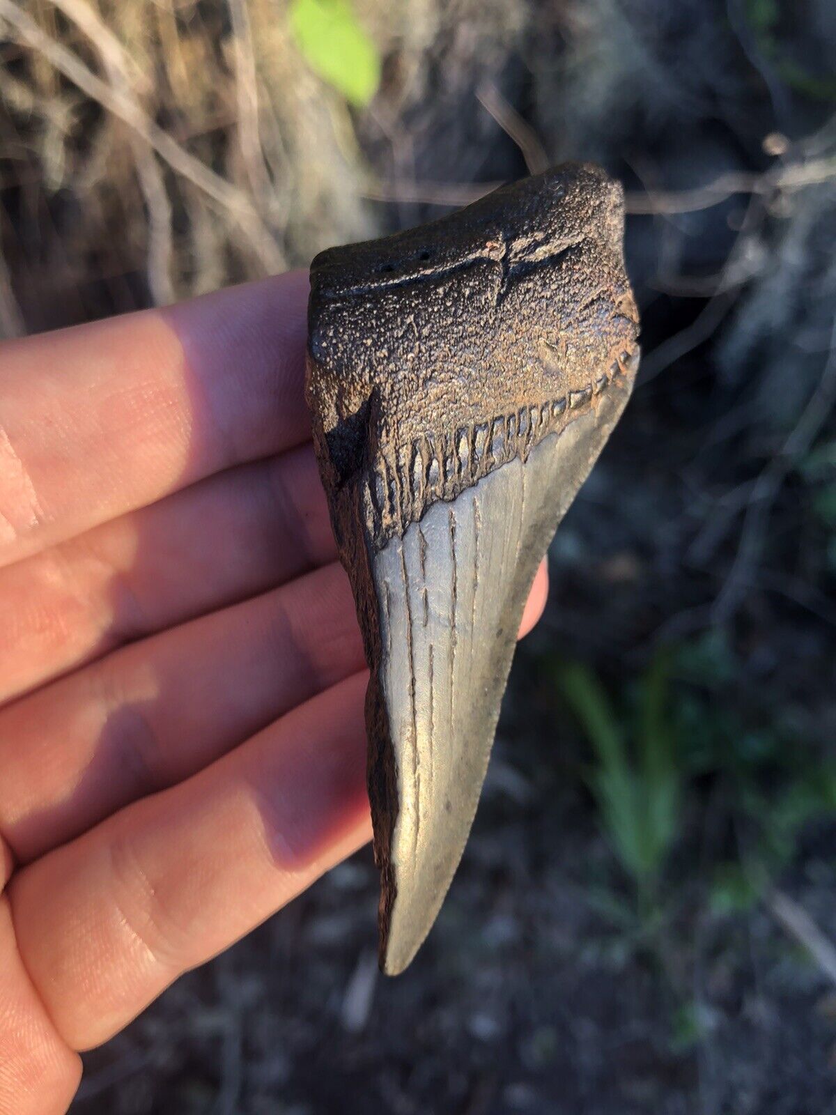 Natural Beautiful 3.22” Megalodon Tooth Fossil Shark Teeth