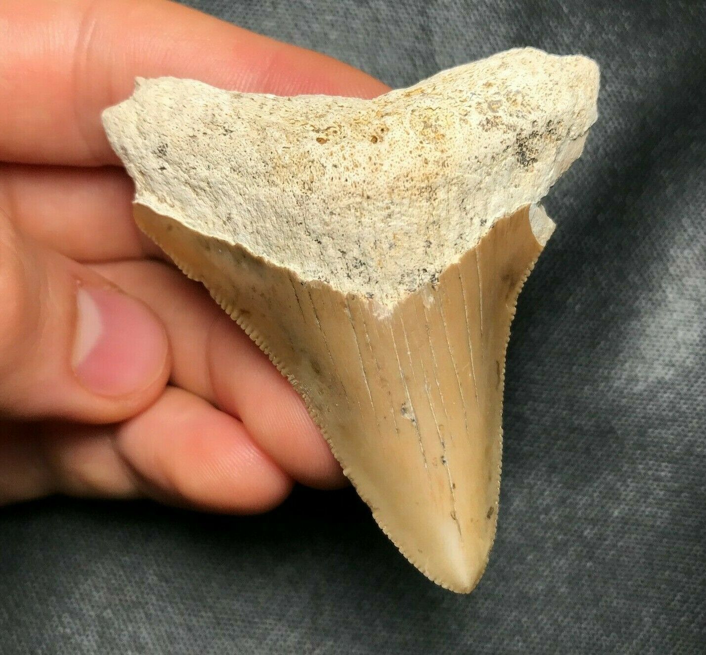 Rare And Colorful! 2.59" Summerville Ladson Sc Megalodon Shark Tooth Teeth Fossi