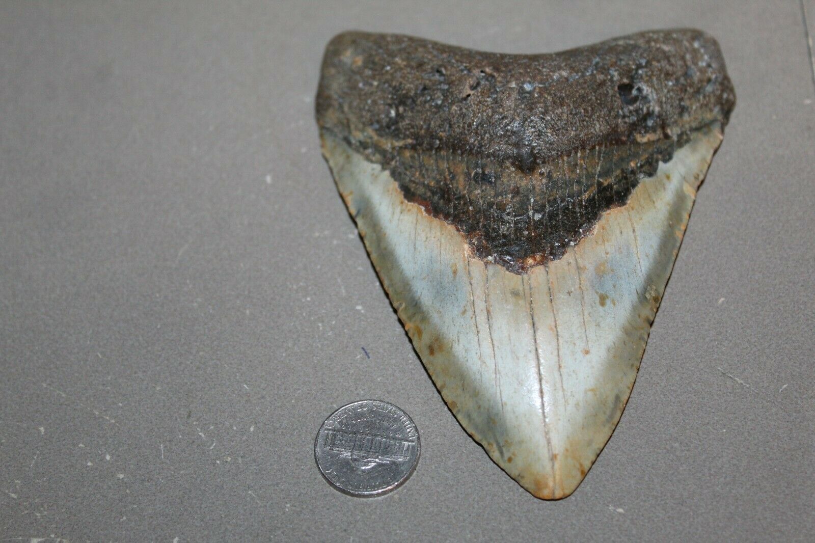 Megalodon Fossil Giant Shark Teeth All Natural Large 5.01" Huge Beautiful Tooth
