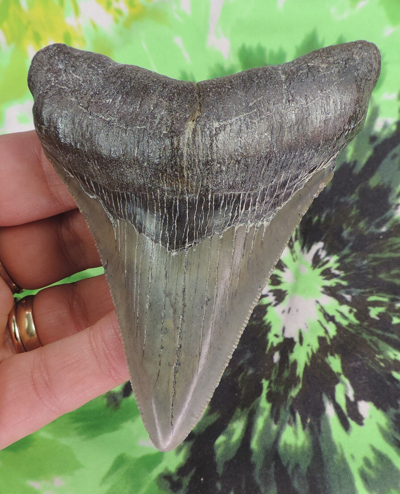 Megalodon Sharks Tooth 4 1/16" Inch No Restorations Fossil Sharks Teeth Tooth