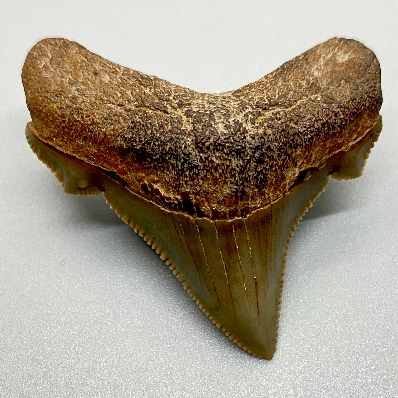Gorgeous, Sharply Serrated 1.80" Fossil Angustidens Shark Tooth