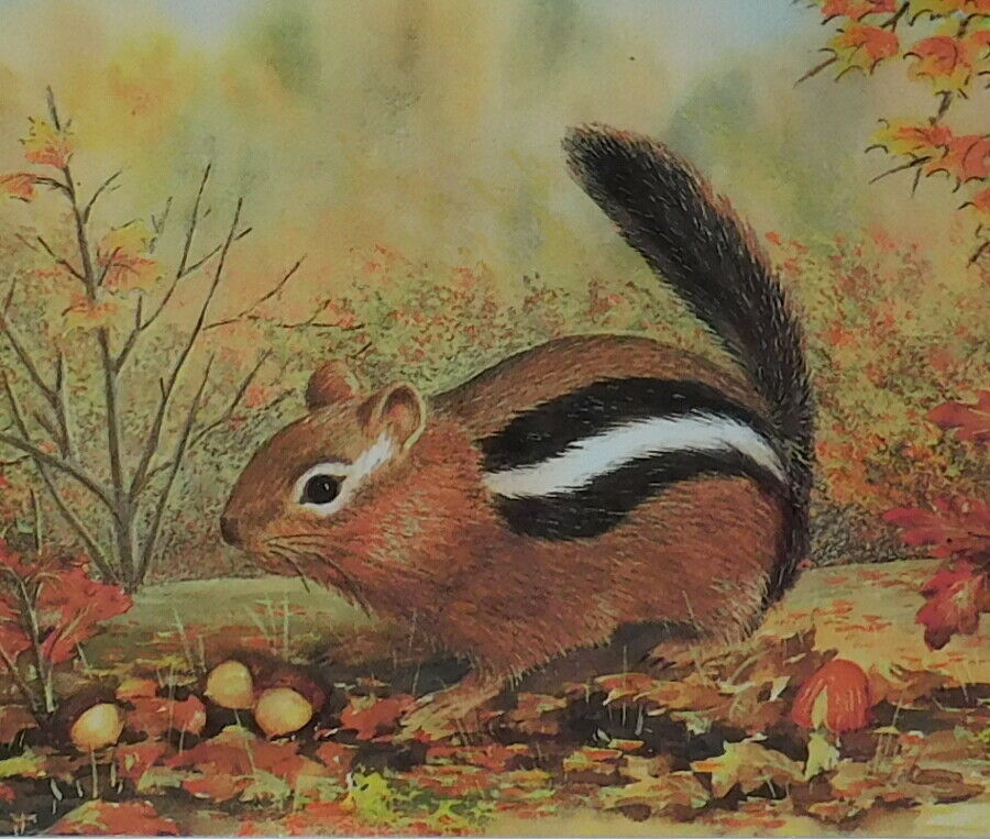 Unused Vintage Greeting Card, Sweet Chipmunk In The Forest, Get Well 6 1/4"
