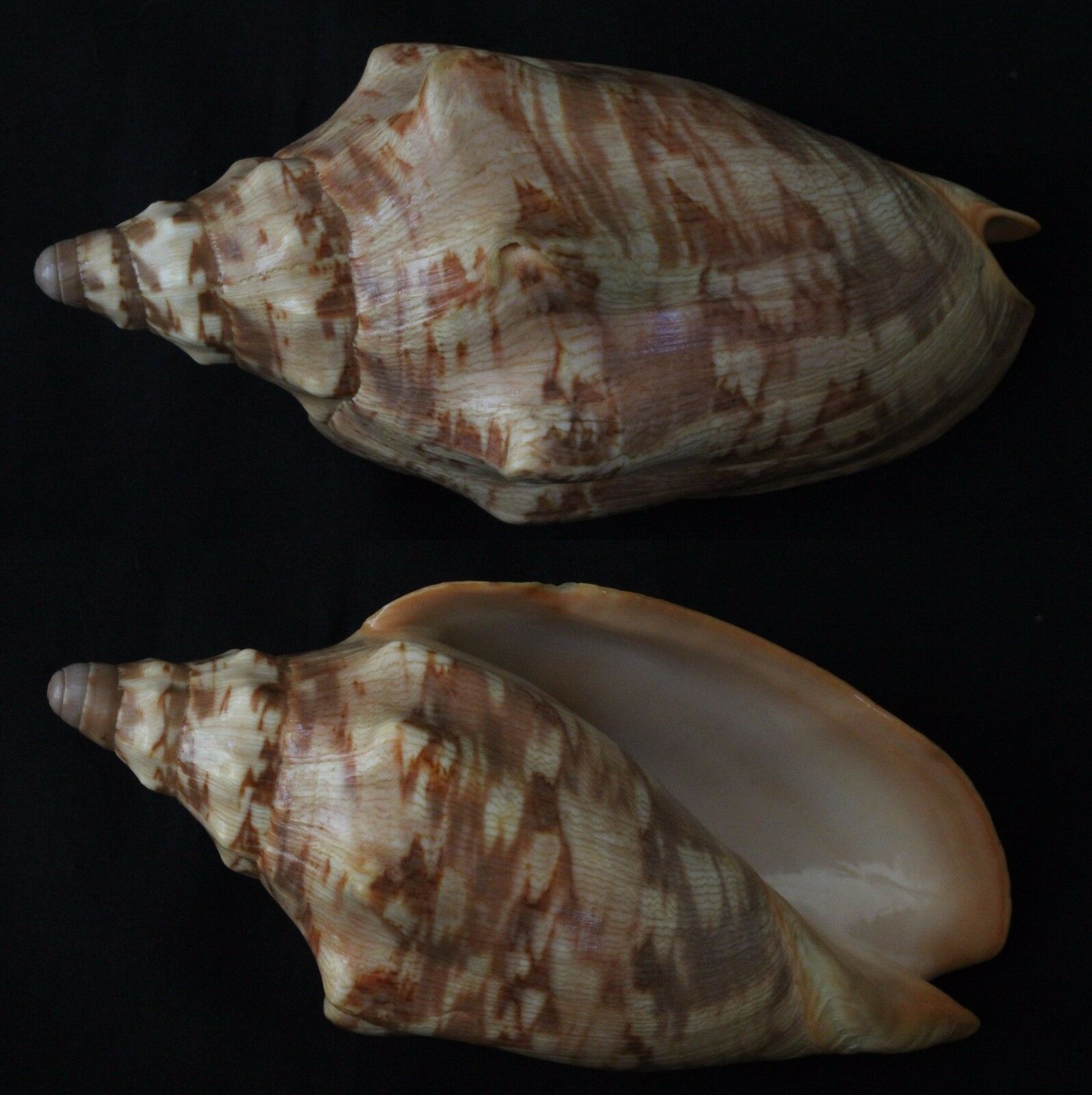 Seashells Cymbiola Aulica Very Large Volutes 147.5mm F++ Marine Specimen Shell