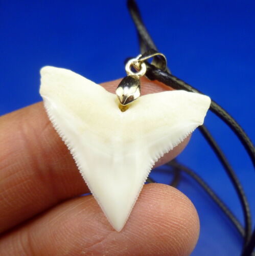 Real Bull Shark Tooth Pendant Silver Adjustable Necklace