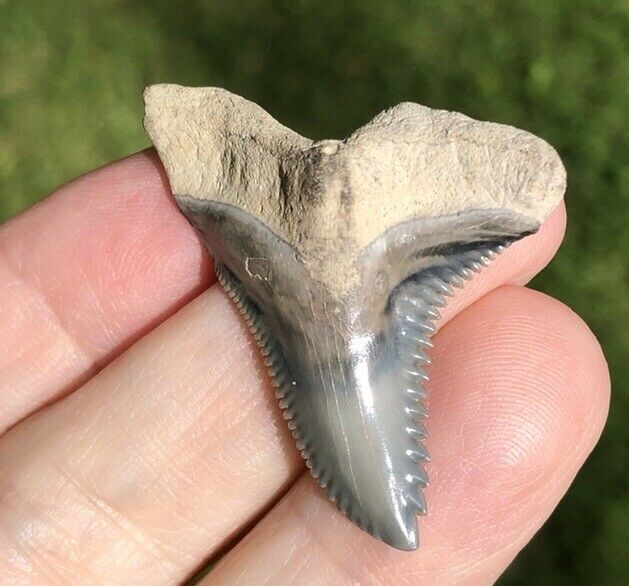 Golden Beach Venice Florida Hemipristis Fossil Shark Tooth Teeth Megalodon Era