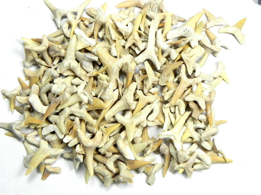 200 Pc 1/4 Pound Of Fossil Moroccan Sand Tiger Sharks Teeth Tooth Shark A Grade